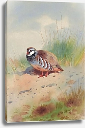 Постер Red-legged partridge