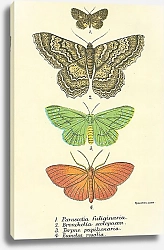 Постер Parascotia fuliginaria, Bronchelia scolopacea, Terpne papilionaria, Eumelea rosalia 1