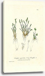 Постер Knappia agrostidea. Early Knappia 1