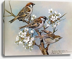 Постер British Birds - Treesparrow (Housesparrow)