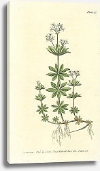 Постер Curtis Ботаника №35 1