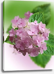 Постер Розовая гортензия