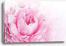 Постер Нежно-розовый пион