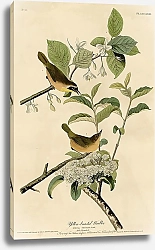 Постер Yellow-breasted Warbler