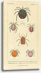 Постер Arachnides №1 1