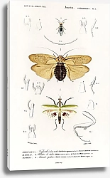 Постер Различные виды насекомых 3