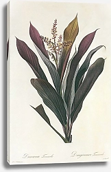 Постер Cordyline fruticosa L