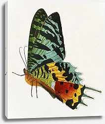 Постер Мадагасканская закатная бабочка (Урания Рифей)