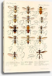 Постер Годман Фредерик Insecta Diptera Pl 02