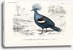 Постер Венценосный голубь