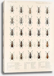 Постер Годман Фредерик Insecta Coleoptera Pl 127