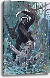 Постер Кунер Вильгельм White-Handed Gibbon, from Wildlife of the World published by Frederick Warne & Co, c.1900