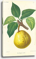 Постер Poire Bergamote Leseble 3