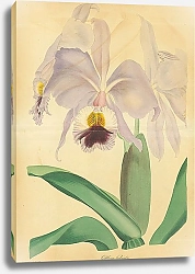 Постер Cattleya Labiata 1