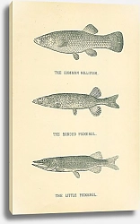 Постер The Common Killfish, The Banded Pickerel, The Little Pickerel