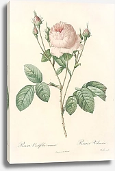 Постер Редюти Пьер Rosa Centifolia Carnea