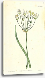 Постер Curtis Ботаника №9 1