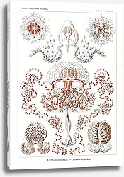 Постер Anthomedusae–Blumenquallen 