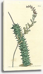 Постер Curtis Ботаника №33 1