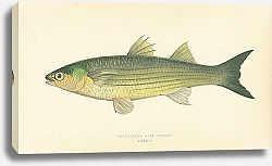 Постер Long-finned Grey Mullet 1