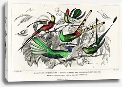 Постер Виды колибри