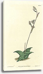 Постер Curtis Ботаника №34 1