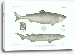 Постер Laemargus Microcephalus, Echinorhinus Spinosus