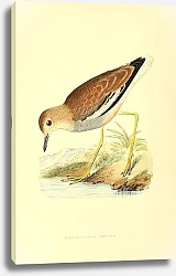 Постер White-Tailed Plover