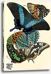 Постер Papillons by E. A. Seguy №5