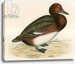 Постер Моррис (акв, птицы) Ferruginous Duck