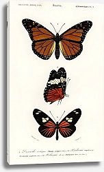 Постер Разные виды бабочек 4