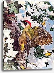 Постер British Birds - Green Woodpecker