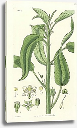 Постер Curtis Ботаника №69 1