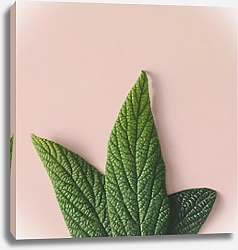 Постер Сочные зеленые листья на розовом фоне