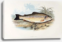 Постер Common trout
