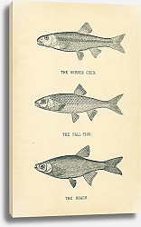 Постер The Horned Chub, The Fall Fish, The Roach