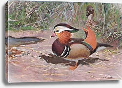 Постер Кунер Вильгельм Mandarin Duck, from Wildlife of the World published by Frederick Warne & Co, c.1900