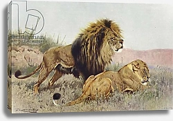 Постер Кухнерт Уильям Lion and Lioness 1