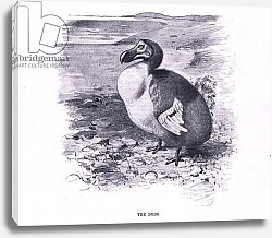 Постер Кунер Вильгельм The Dodo, illustration from'Wildlife of the World', c.1910