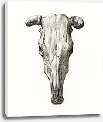 Постер Череп коровы