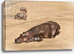 Постер Сандерс Франческа (совр) Hippo and calf, 2012,