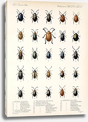 Постер Годман Фредерик Insecta Coleoptera Pl 253