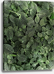 Постер Ковер из зеленых листьев