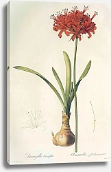 Постер Nerine sarniensis Herb