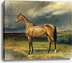Постер Стеффек Карл 'Abdul Medschid' the chestnut arab horse, 1855