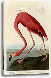 Постер American Flamingo