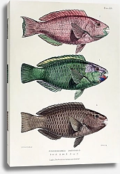 Постер Pseudoscarus troschelii