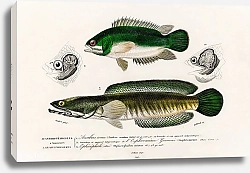 Постер Разные виды рыб 6