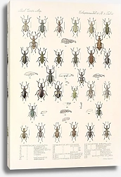 Постер Годман Фредерик Insecta Coleoptera Pl 151
