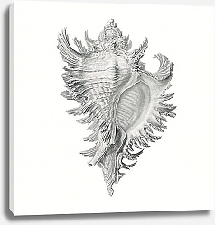 Постер Vintage shell marine life